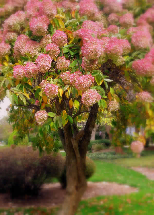 Mellino Photography-Botanical Gardens